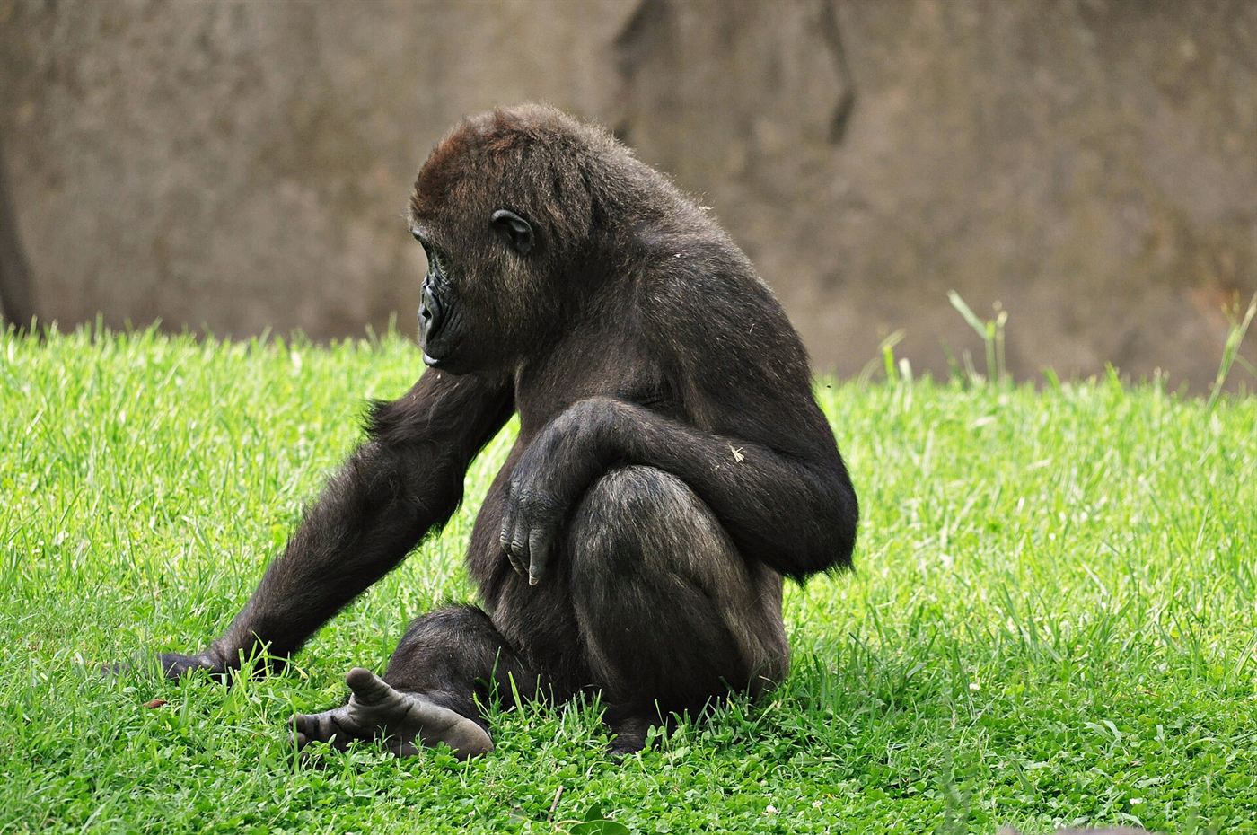 Bioparc in Valencia